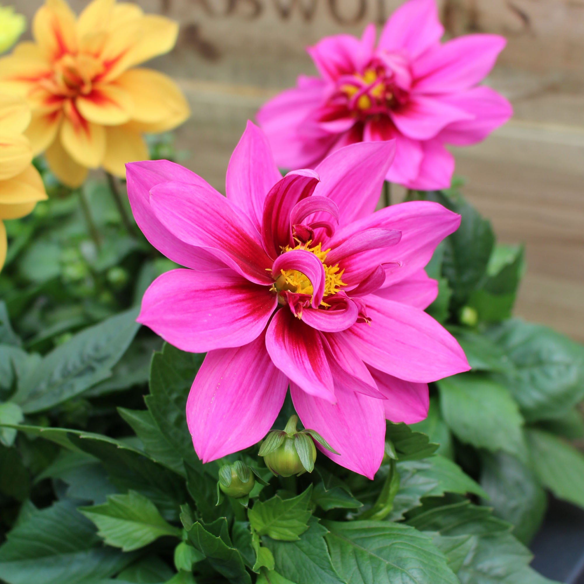 Dahlia ‘Labella Medio’ 12cm