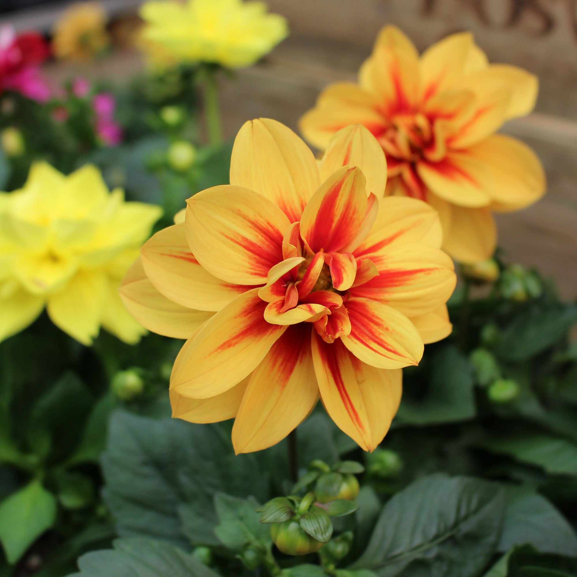 Dahlia ‘Labella Medio’ 12cm