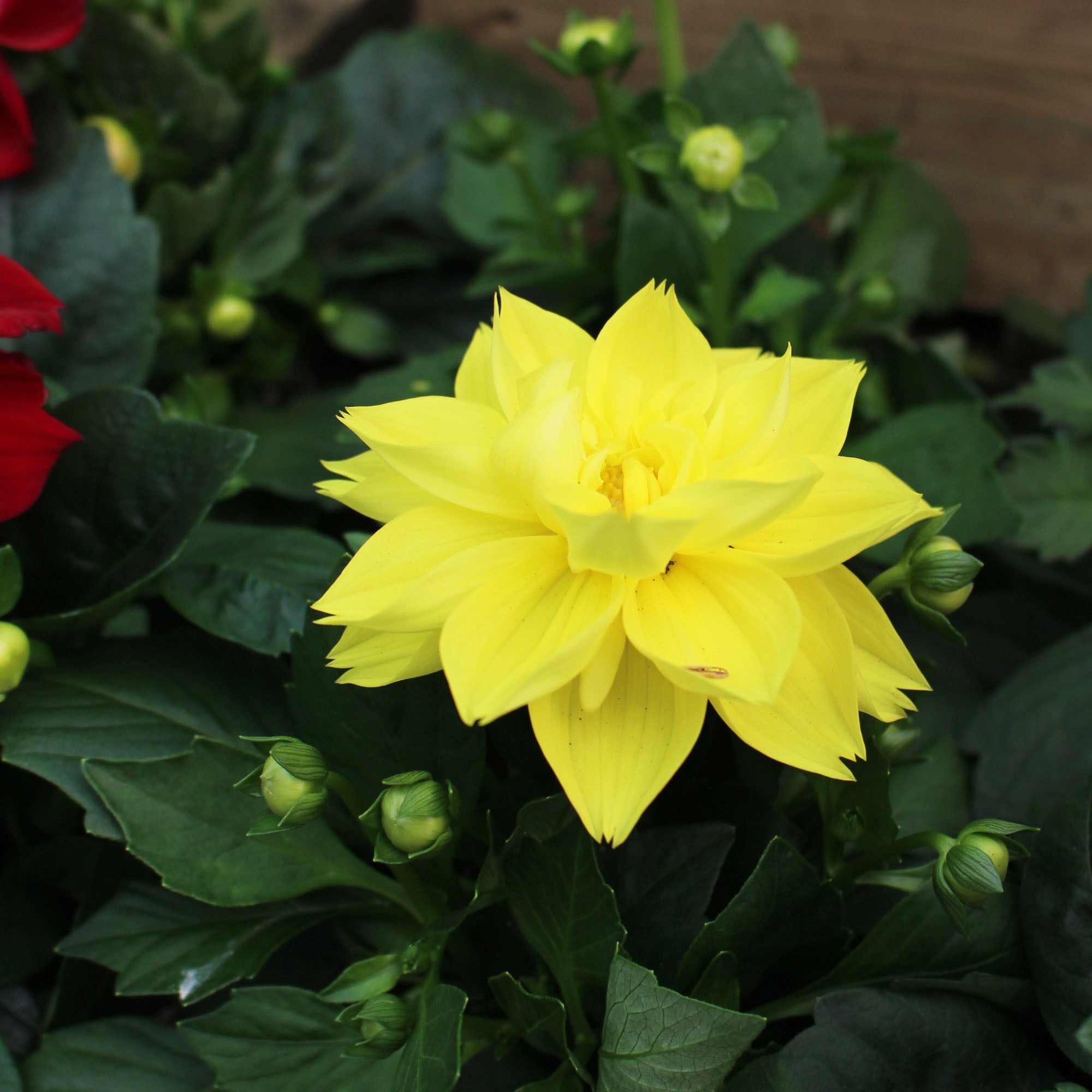 Dahlia ‘Labella Medio’ 12cm