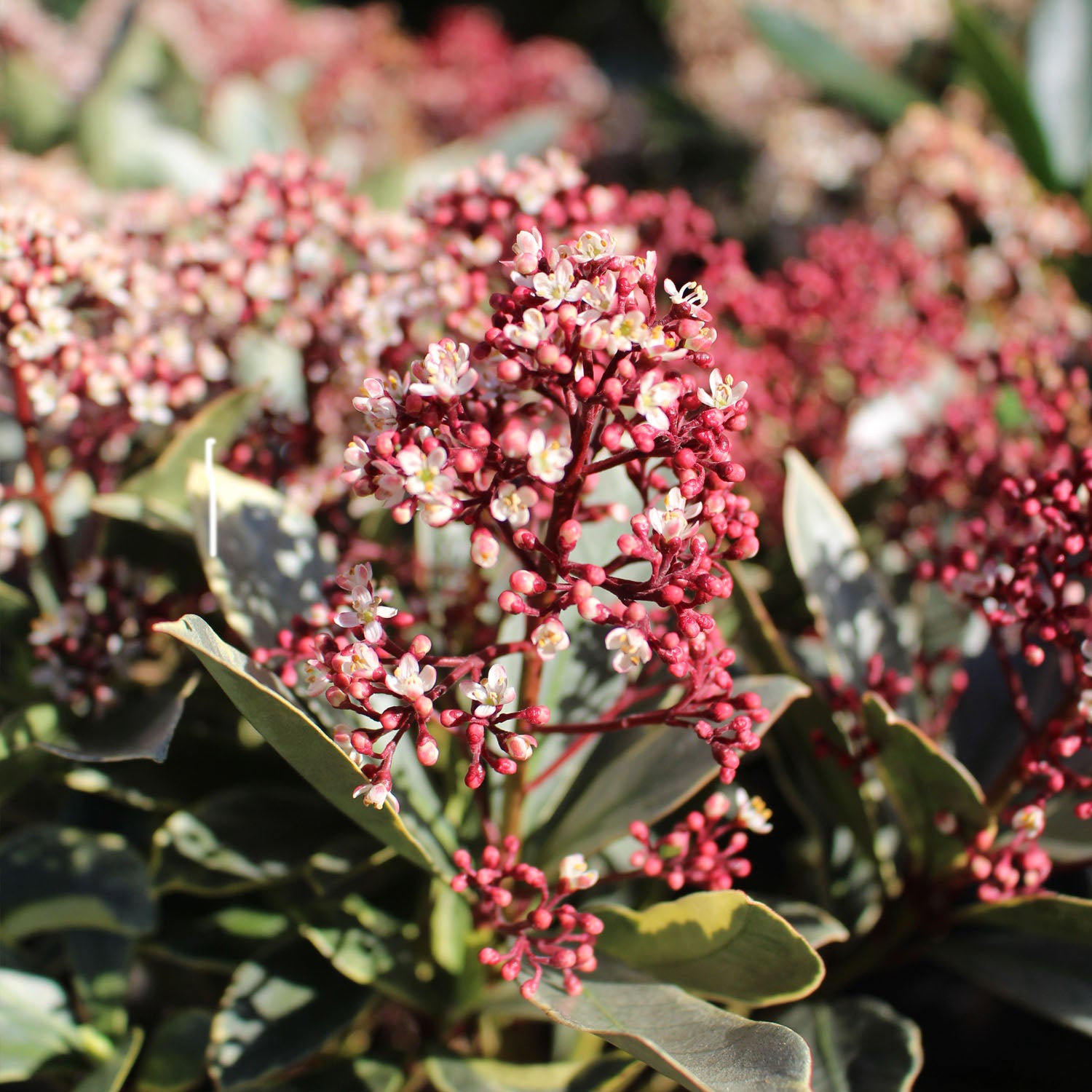 Skimmia Japonica Perosa 15 cm