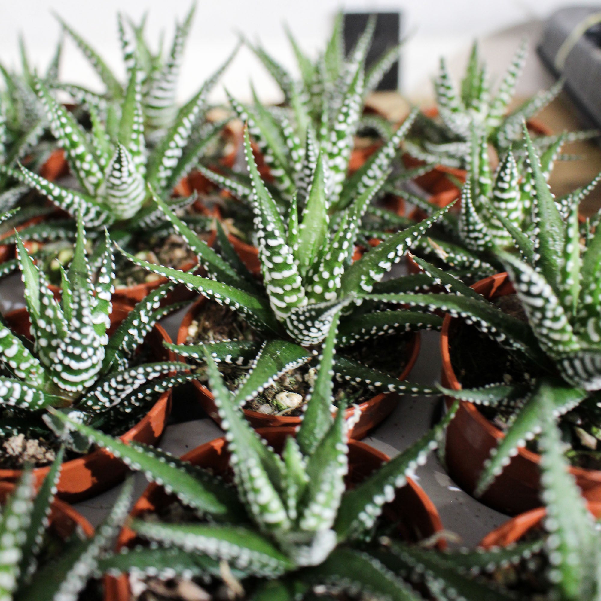 Haworthia 'Zebra' Big Band 5.5cm