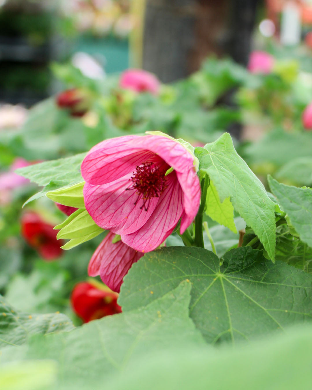 Abutilon 'Flowering Maple' 15cm