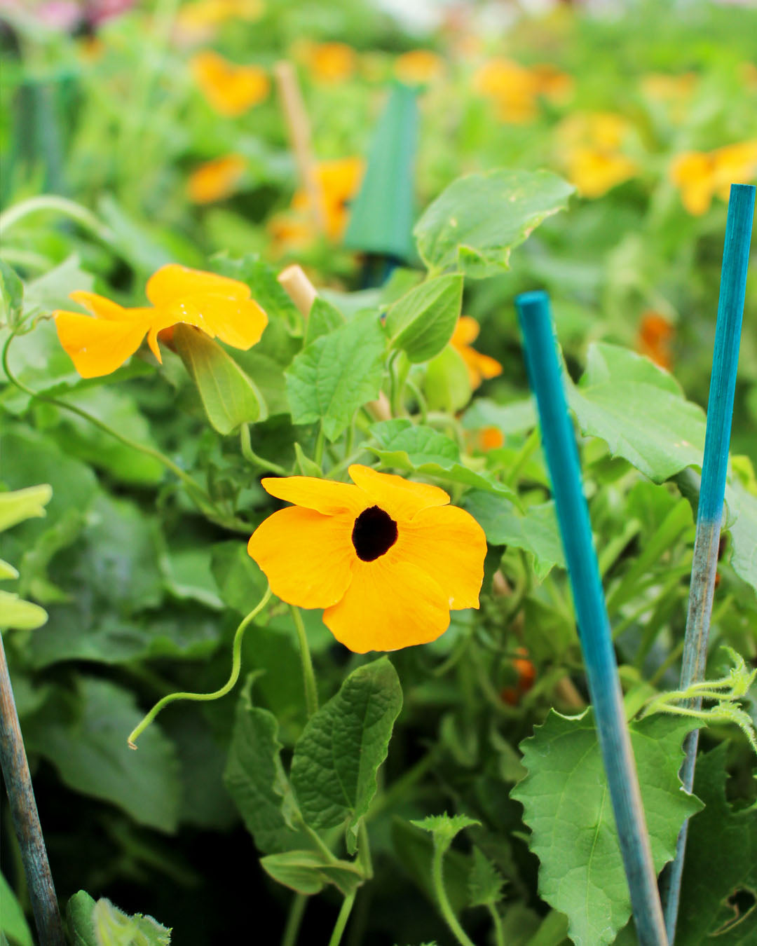 Thunbergia Alata 'Black-Eyed Susan' 12cm