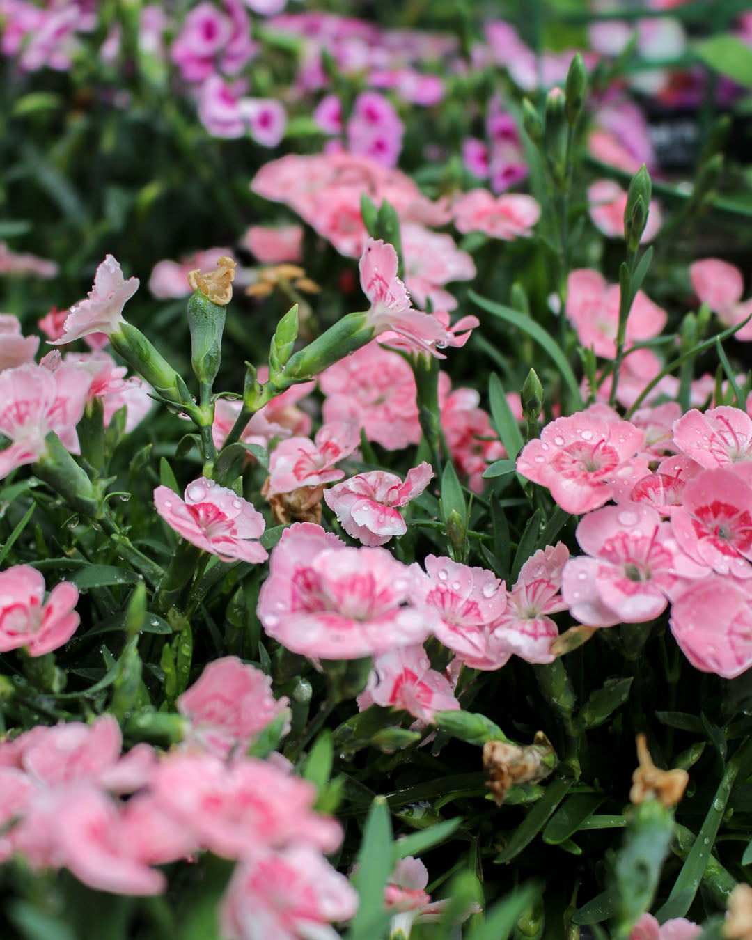 Dianthus 'Peach Party' 10.5cm