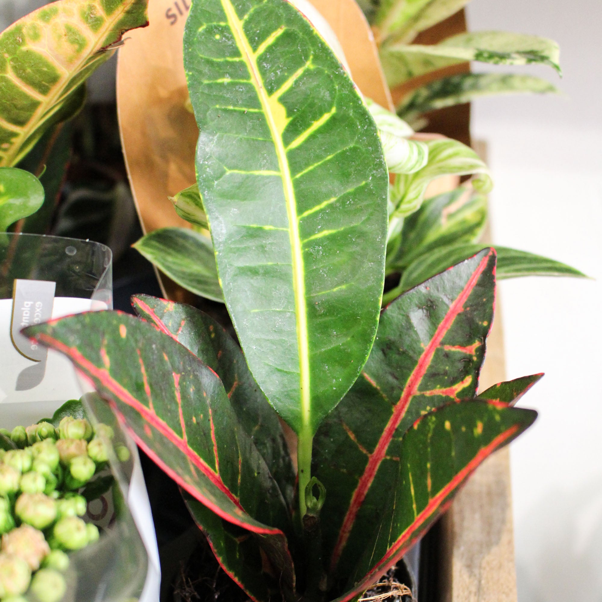 Mini Croton mix 7cm
