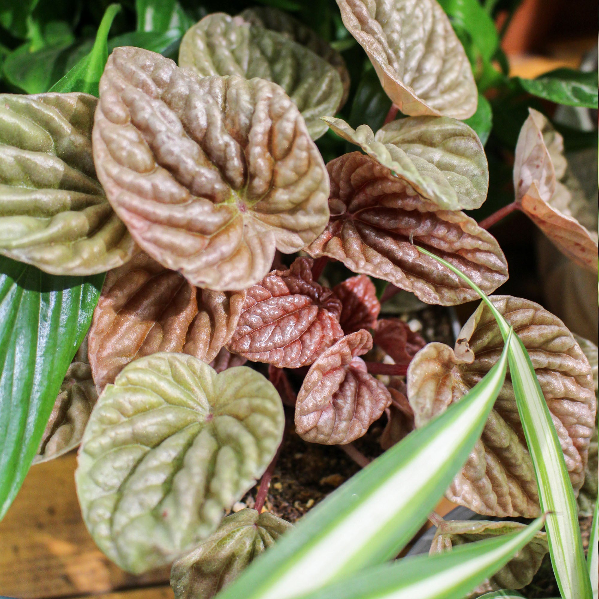 Peperomia 11cm