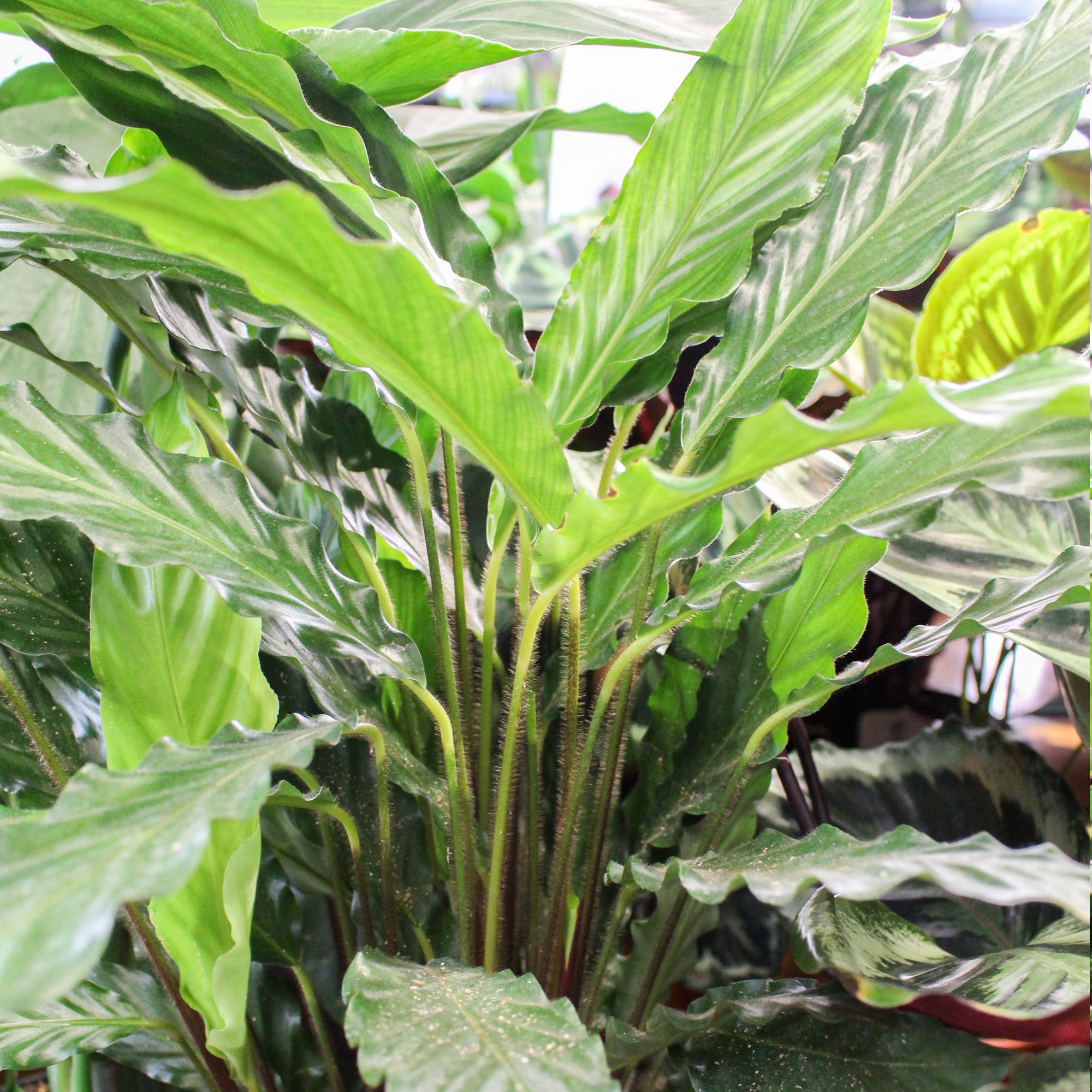 Calathea 'Prayer Plant' 19cm Mix
