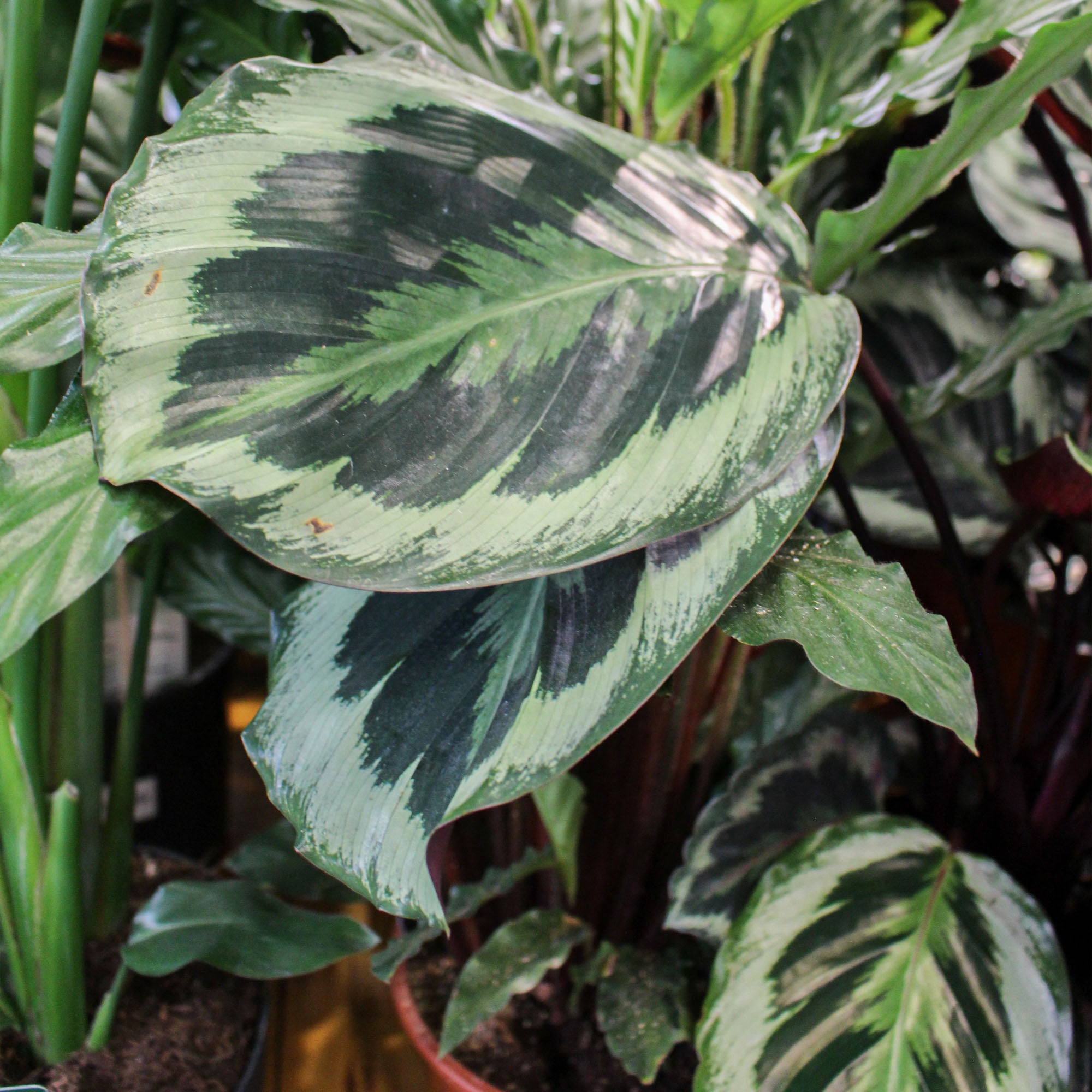 Calathea 'Prayer Plant' 19cm Mix