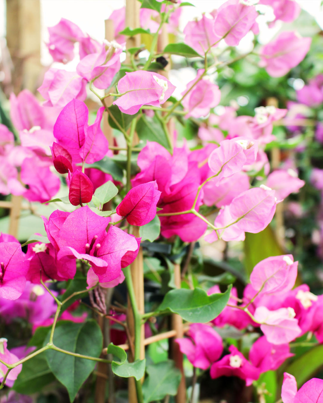 Bougainvillea Glabra 'Sanderiana' on Trellis Cone 19cm
