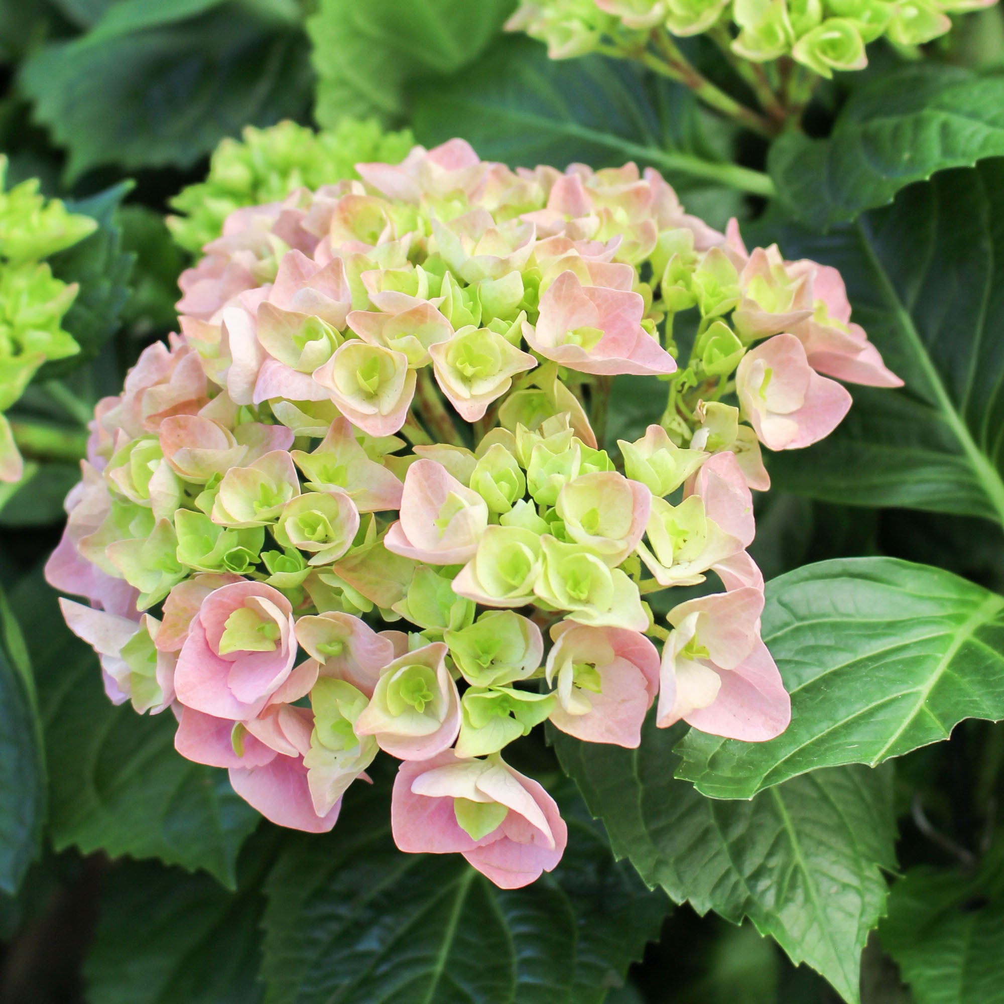 Hydrangea Macrophylla ‘Fleur Lion’ 23cm