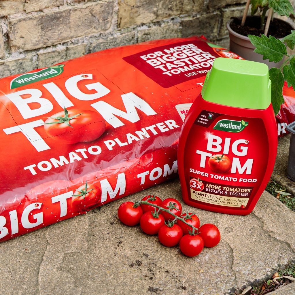 Westland Big Tom Peat Free Tomato Planter