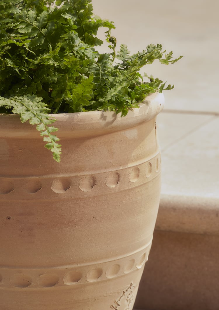 Aaliyan Pot