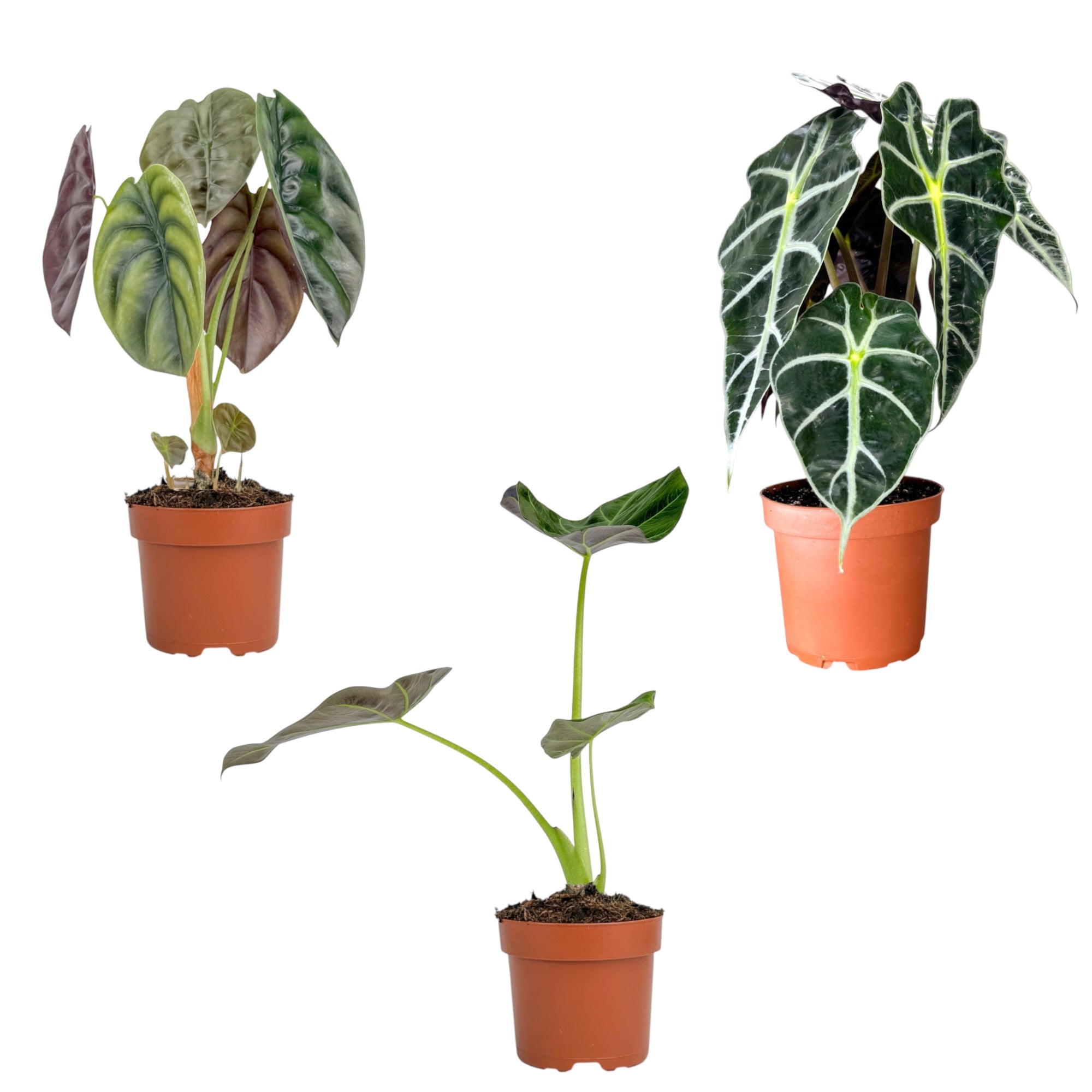 Alocasia Mix