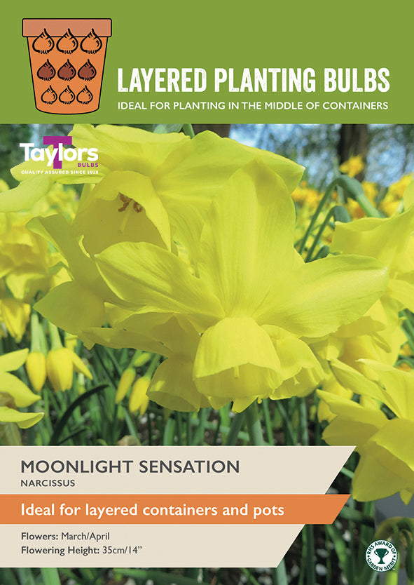 Taylor's Bulbs Layered Planting Narcissus Moonlight Sensation