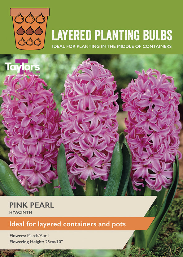 Taylor's Bulbs Layered Planting Hyacinth Pink Pearl