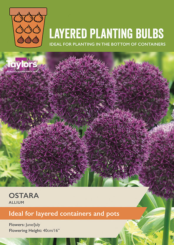 Taylor's Bulbs Layered Planting Allium Ostara