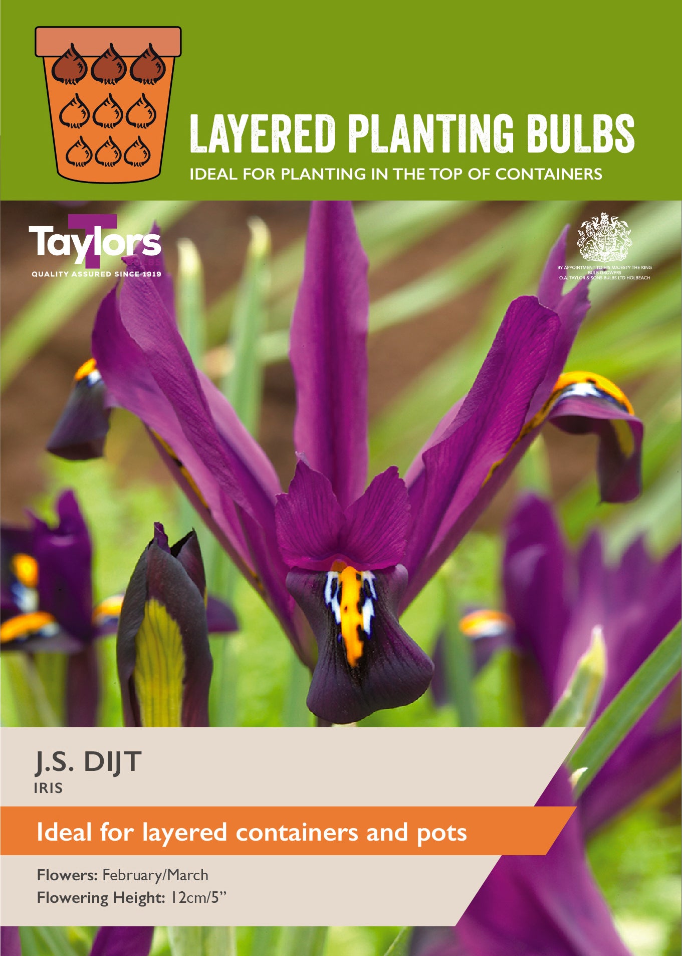 Taylor's Bulbs Layered Planting Iris Reticulata J.S. Dijt