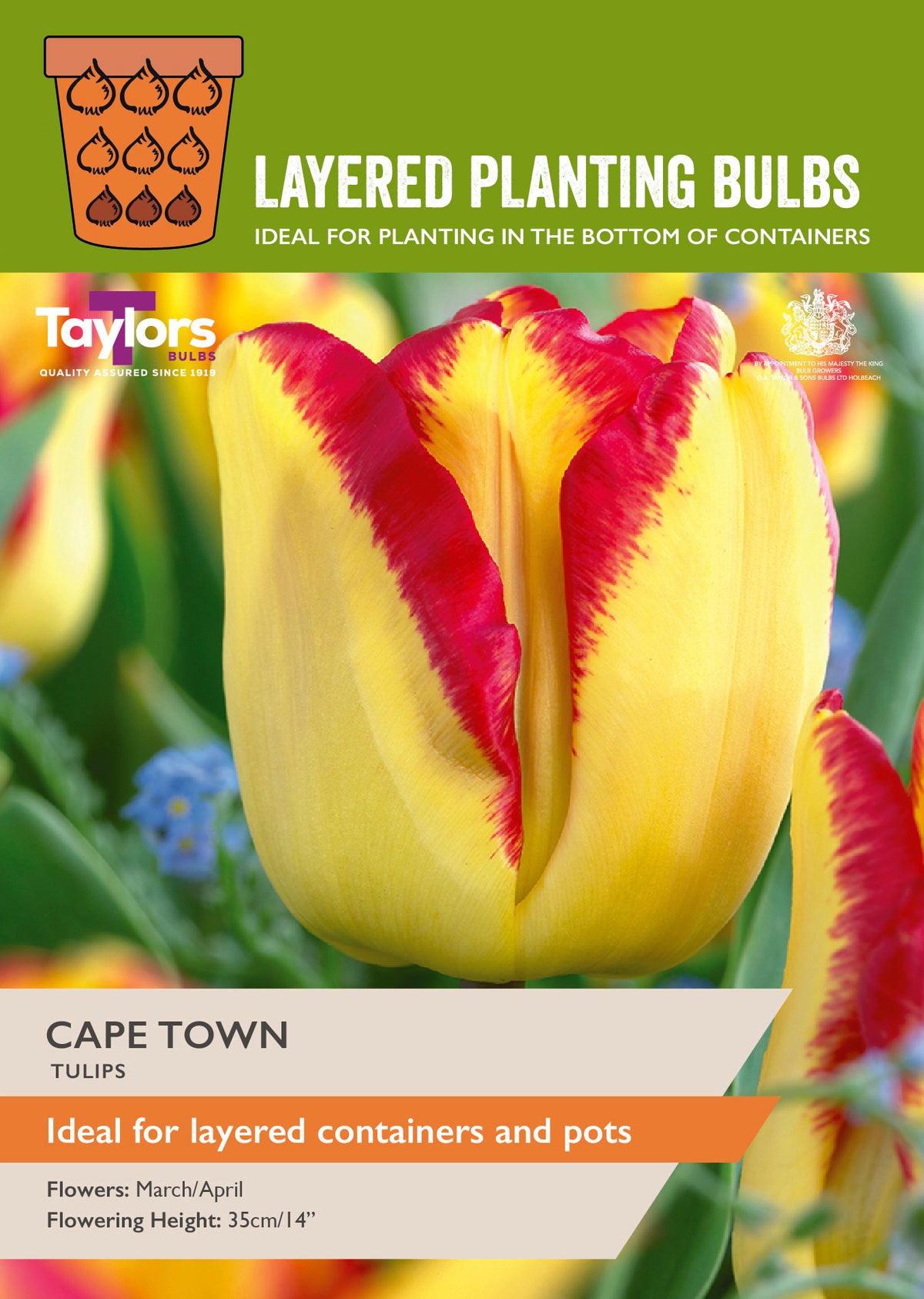 Taylor's Bulbs Layered Planting Tulip Cape Town