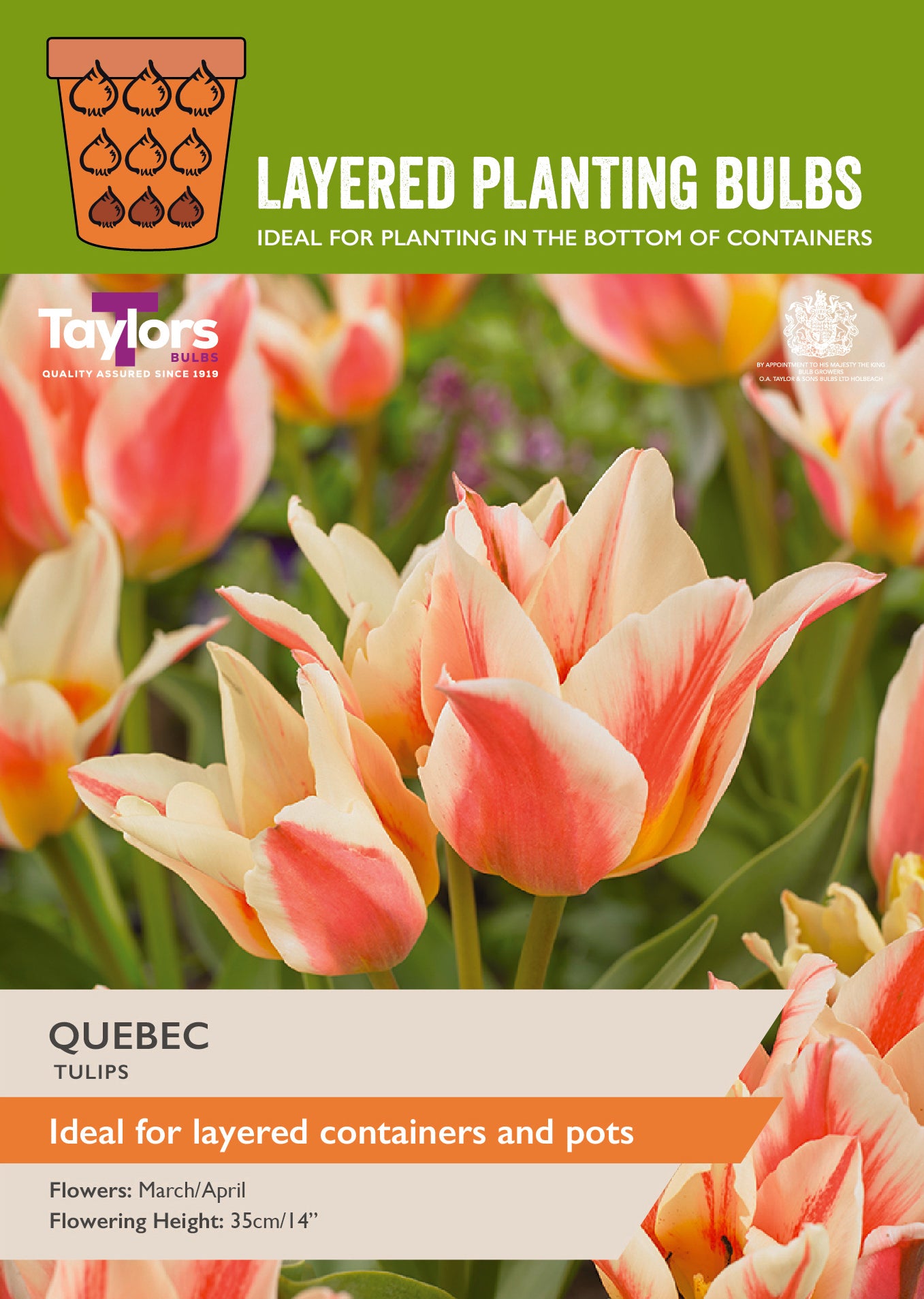 Taylor's Bulbs Choice Pack Tulip Quebec