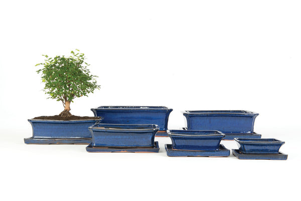 Woodlodge Rectangle Bonsai Blue Saucer 15Cm