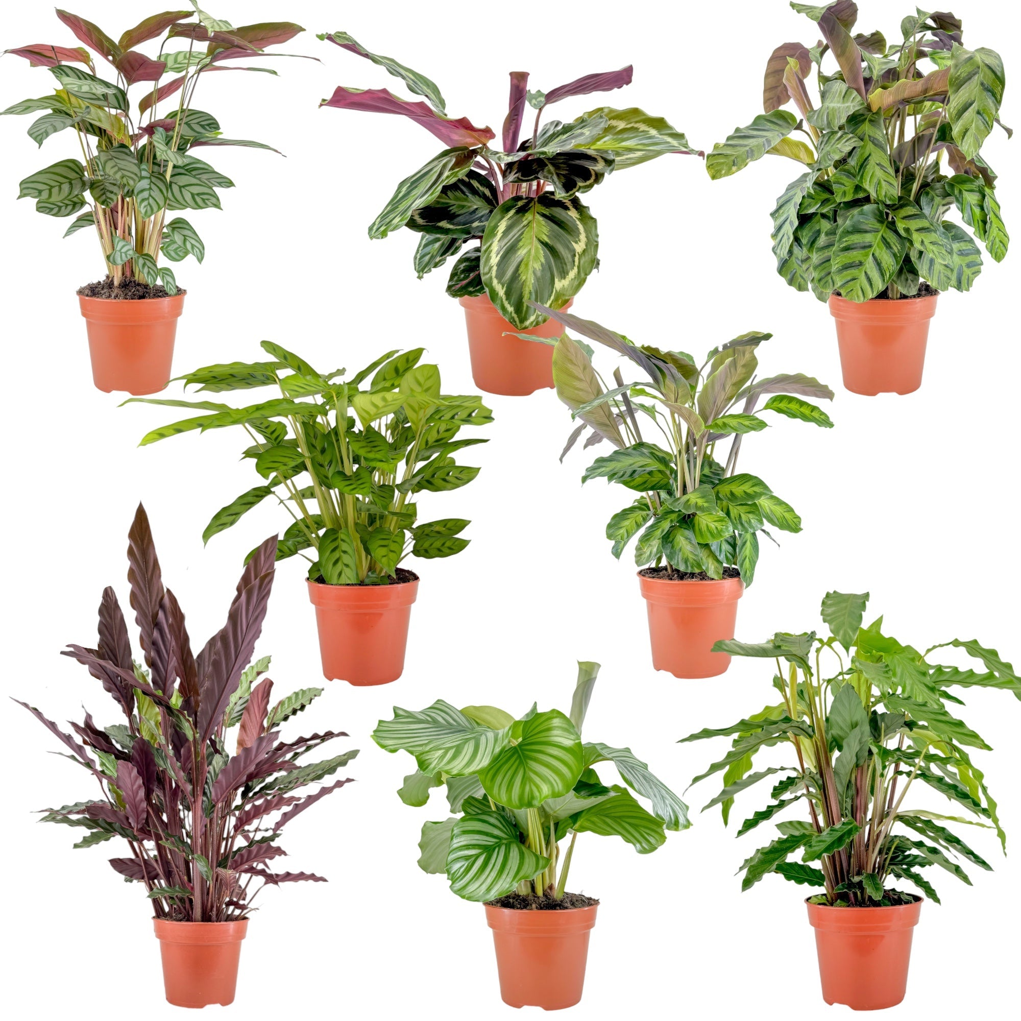 Calathea mix