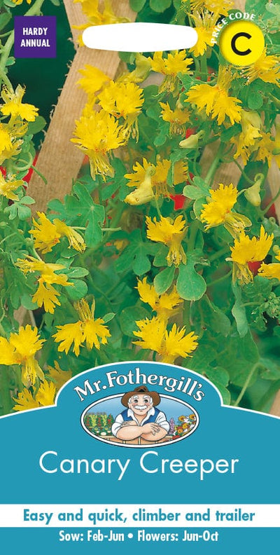 Mr. Fotheringhills Canary Creeper