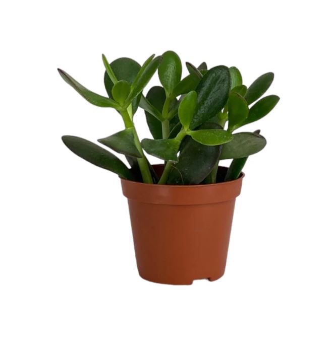 Succulent 8.5cm Mix