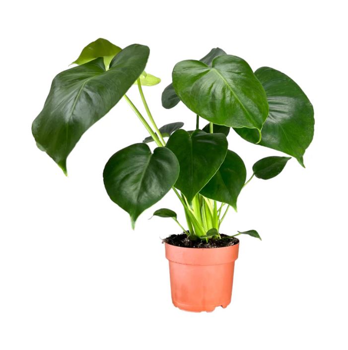 Monstera Deliciosa
