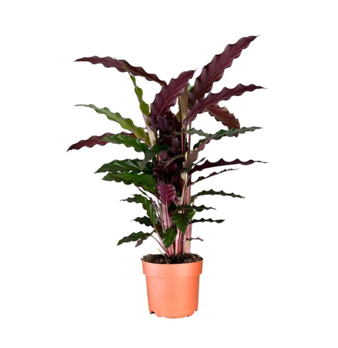 Calathea Rufibarba Basket