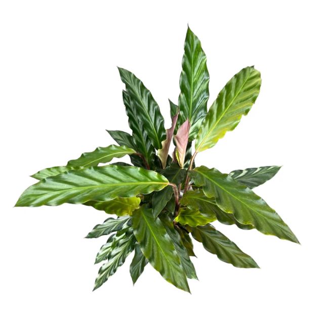 Calathea Rufibarba Basket