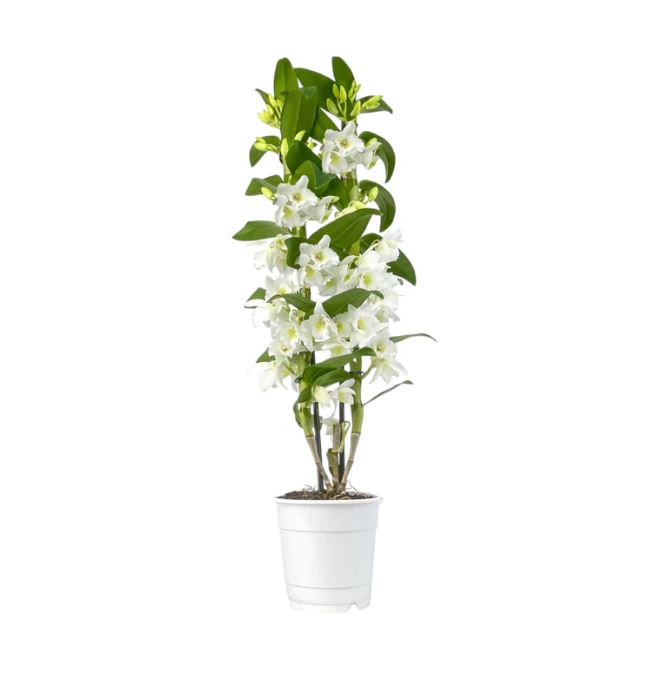 Dendrobium Nobile Twin Stem