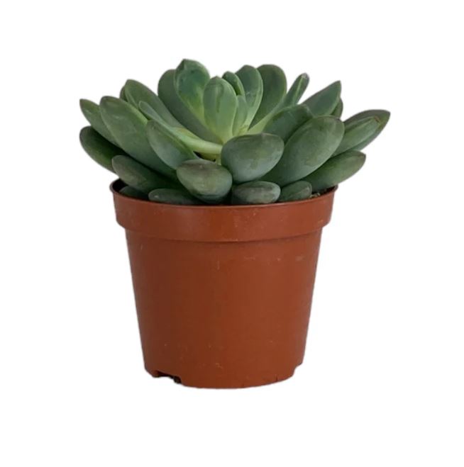Succulent 8.5cm Mix