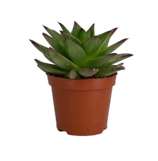 Succulent 8.5cm Mix