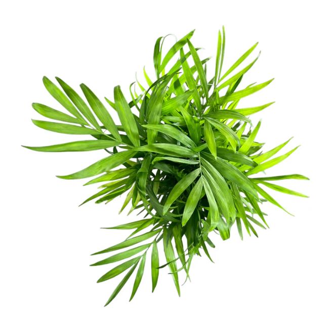 Chamaedorea Elegans