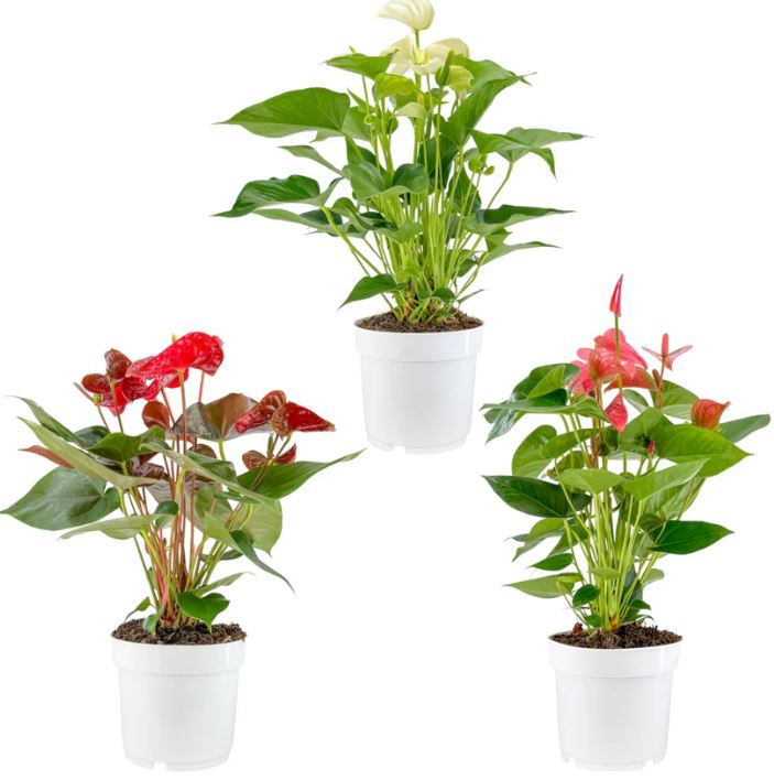 Anthurium Mixed Colours