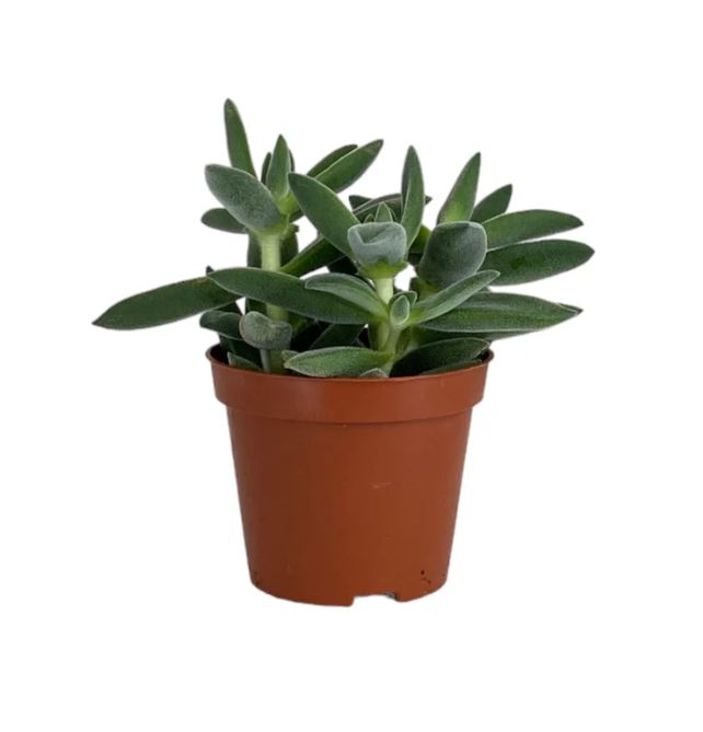 Succulent 8.5cm Mix