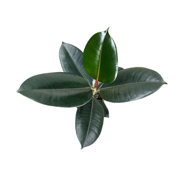 Ficus Elastica 12cm Robusta