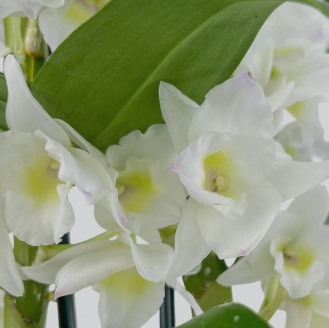 Dendrobium Nobile Twin Stem