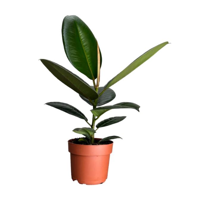 Ficus Elastica 12cm Robusta