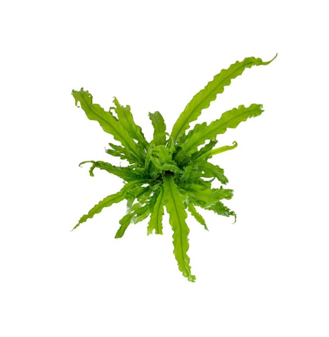 Asplenium Osaka