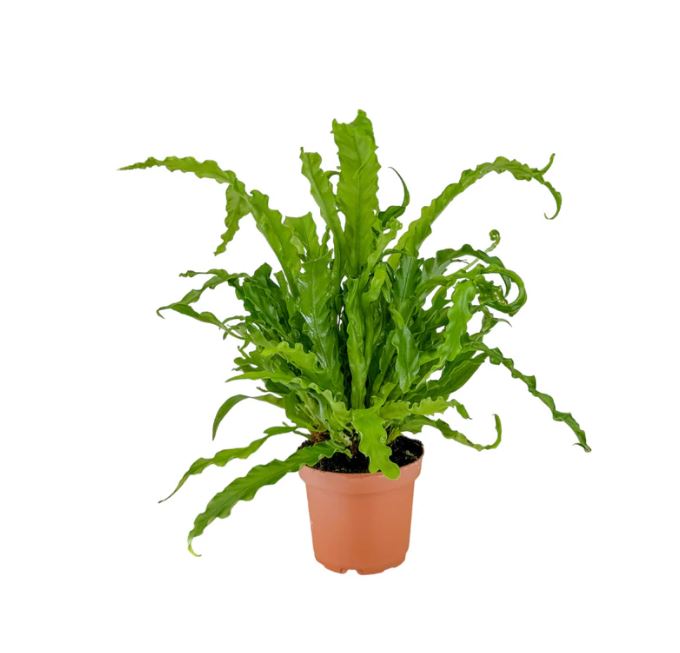 Asplenium Osaka