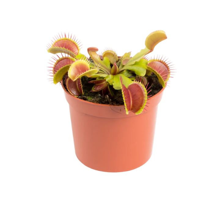 Carniverous Dionaea Musciplula Venus Fly Trap