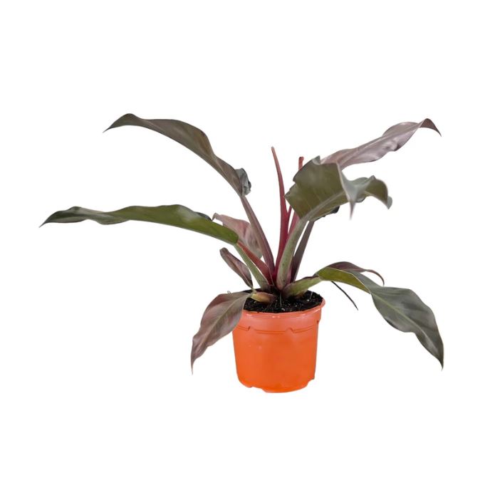 Philodendron Imperial Red 17cm