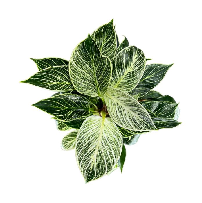 Philodendron Zebra 12cm