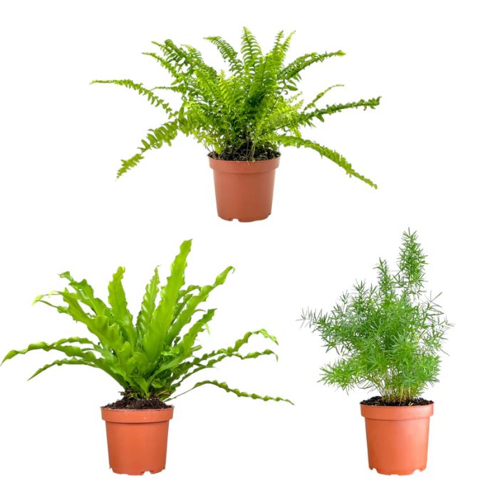 Fern Mix 12cm
