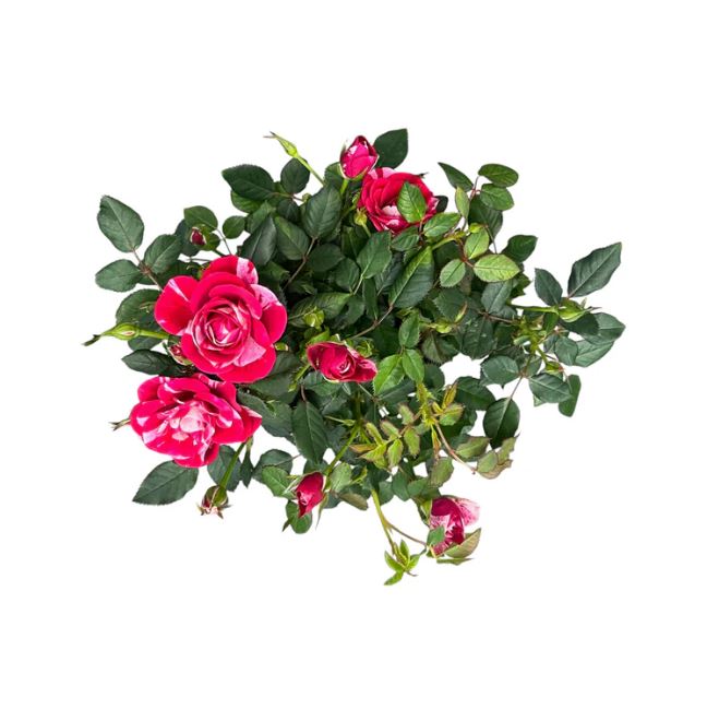 Rose GiGi 10.5cm