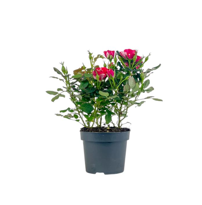 Rose GiGi 10.5cm