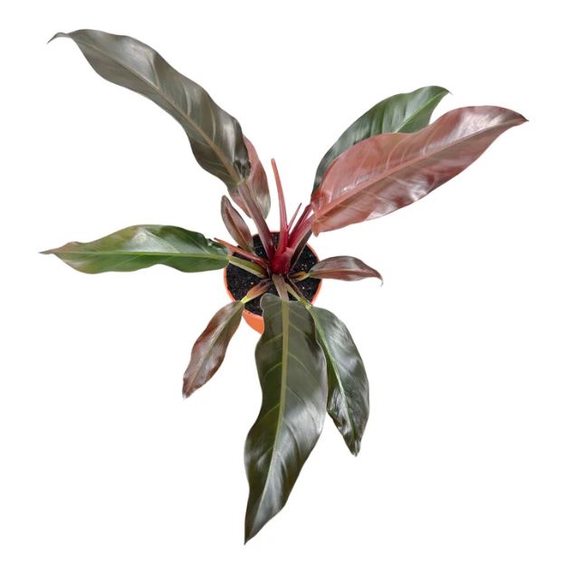 Philodendron Imperial Red 17cm