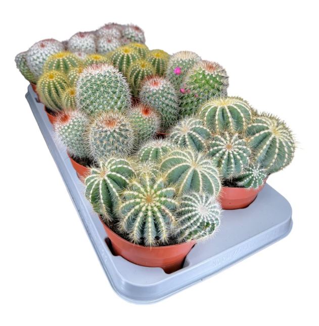 Cacti Bolcactus Mix