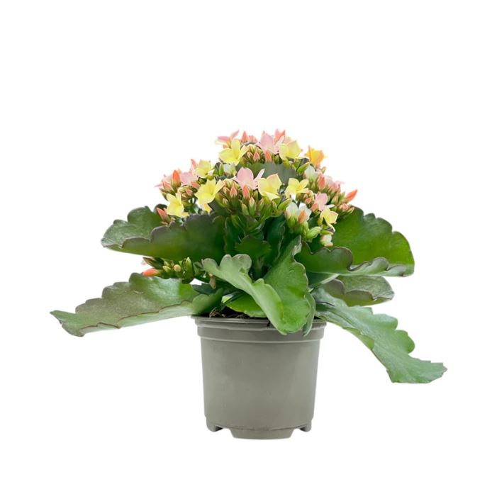 Kalanchoe Discodip 9cm